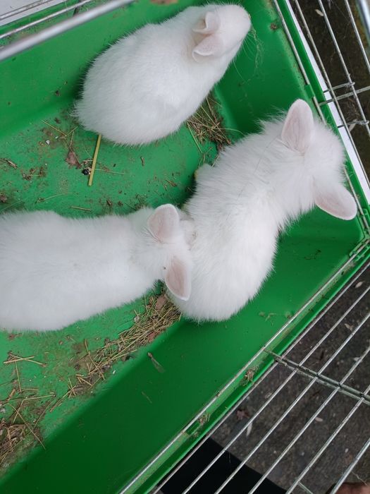 Sprzedam króliki miniaturki