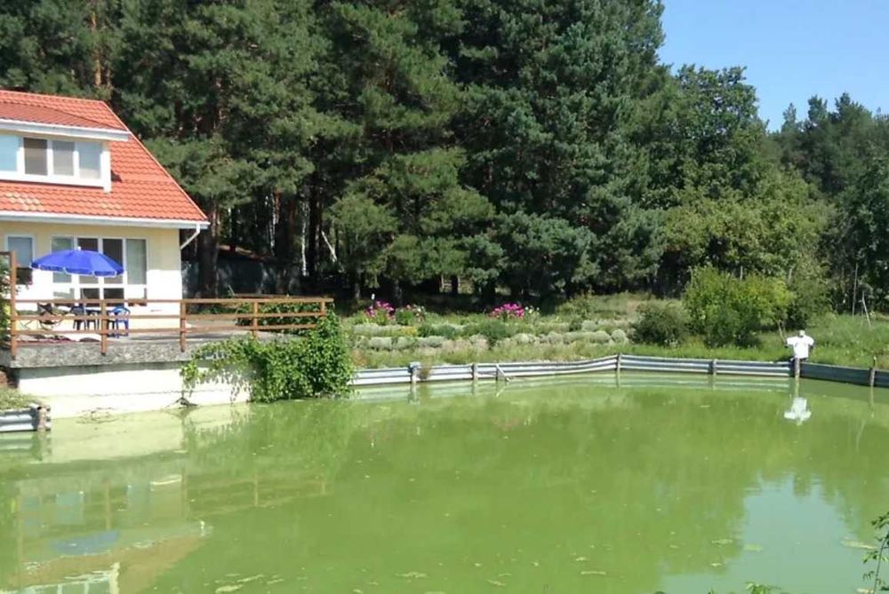 Власне озеро виноградники теплиця сад Бориспольскій р-н Вороньків