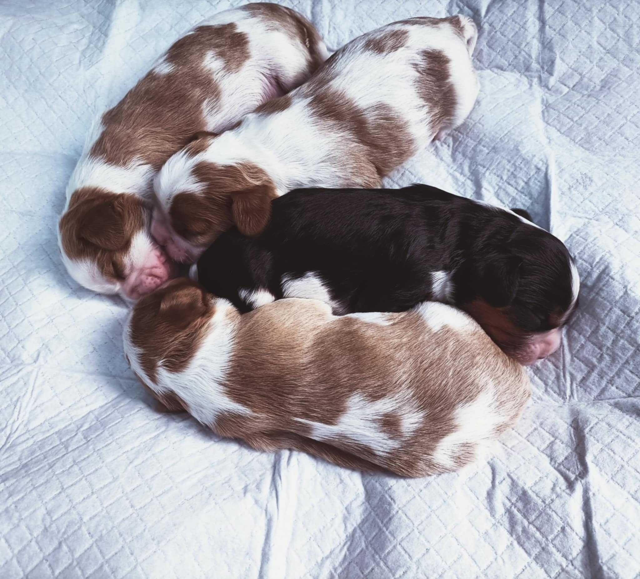 Cavalier King Charles Spaniel - ZKWP FCI