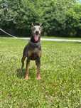 9miesieczna suka dobermanka