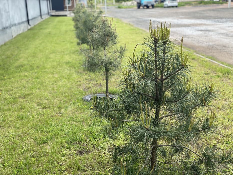 Сосна звичайна, закрита коренева, з комом