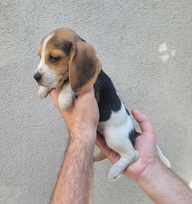 Beagle macho bebé