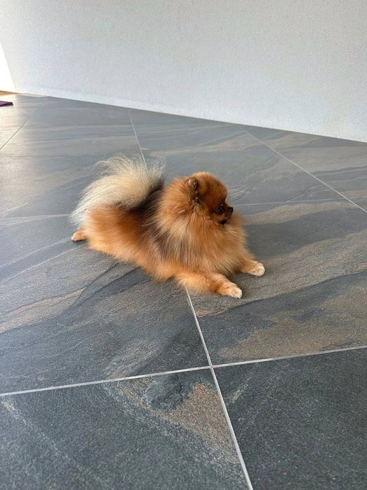 В'язка  мініатюрного  шпіца