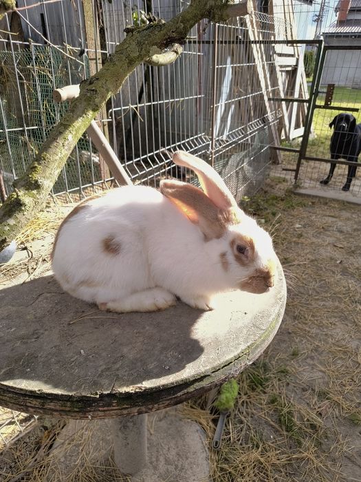 Olbrzym Srokacz OSŻ nz rodowódem