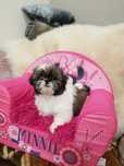Śliczny piesek shih tzu z wyprawką