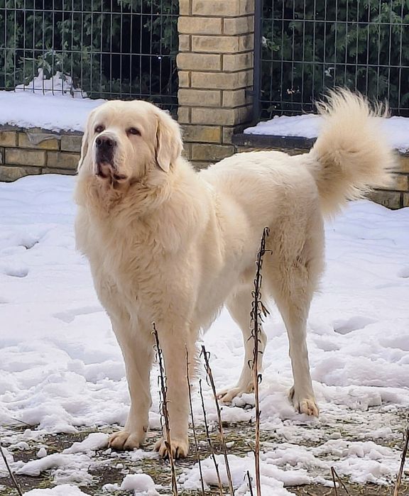 Oddam za darmo Podchalańczyka