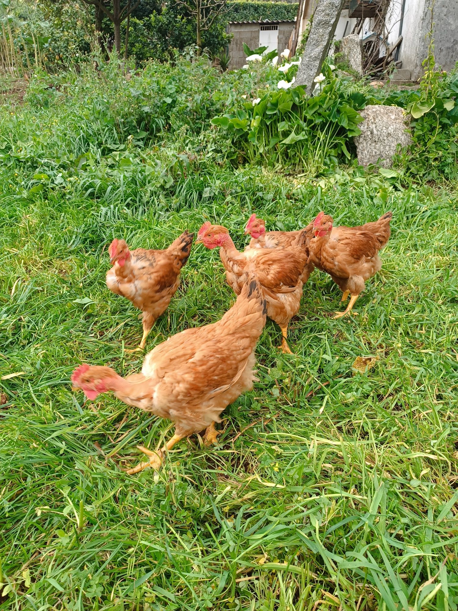 Verdadeiros galos de campo