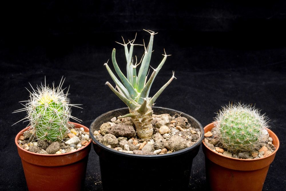 Kaktusy zestaw 3szt.(Leuchtenbergia, Thelocactus, Aylostera)