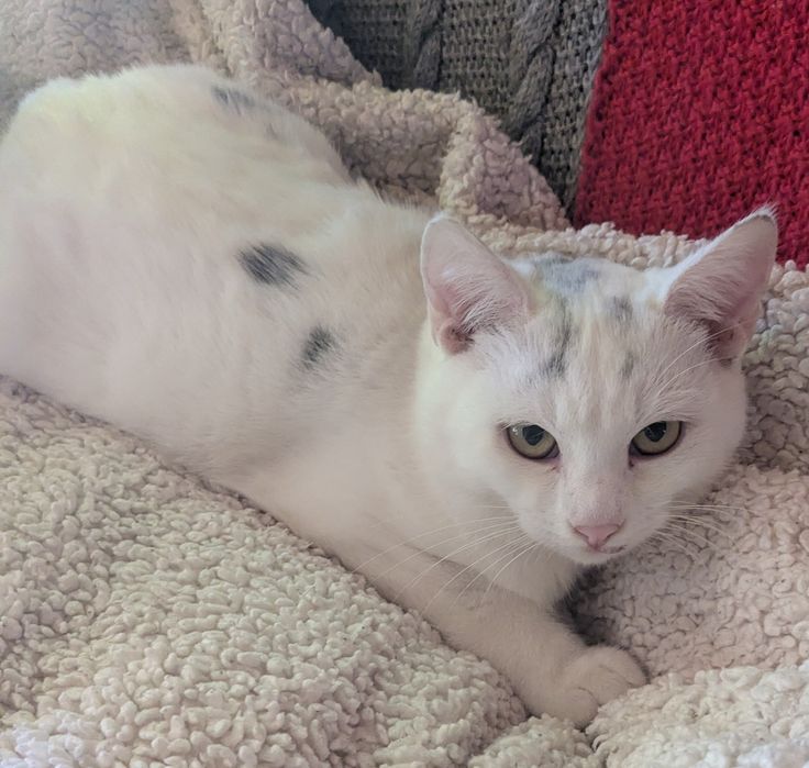 Котик 6 місяців у добрі руки.