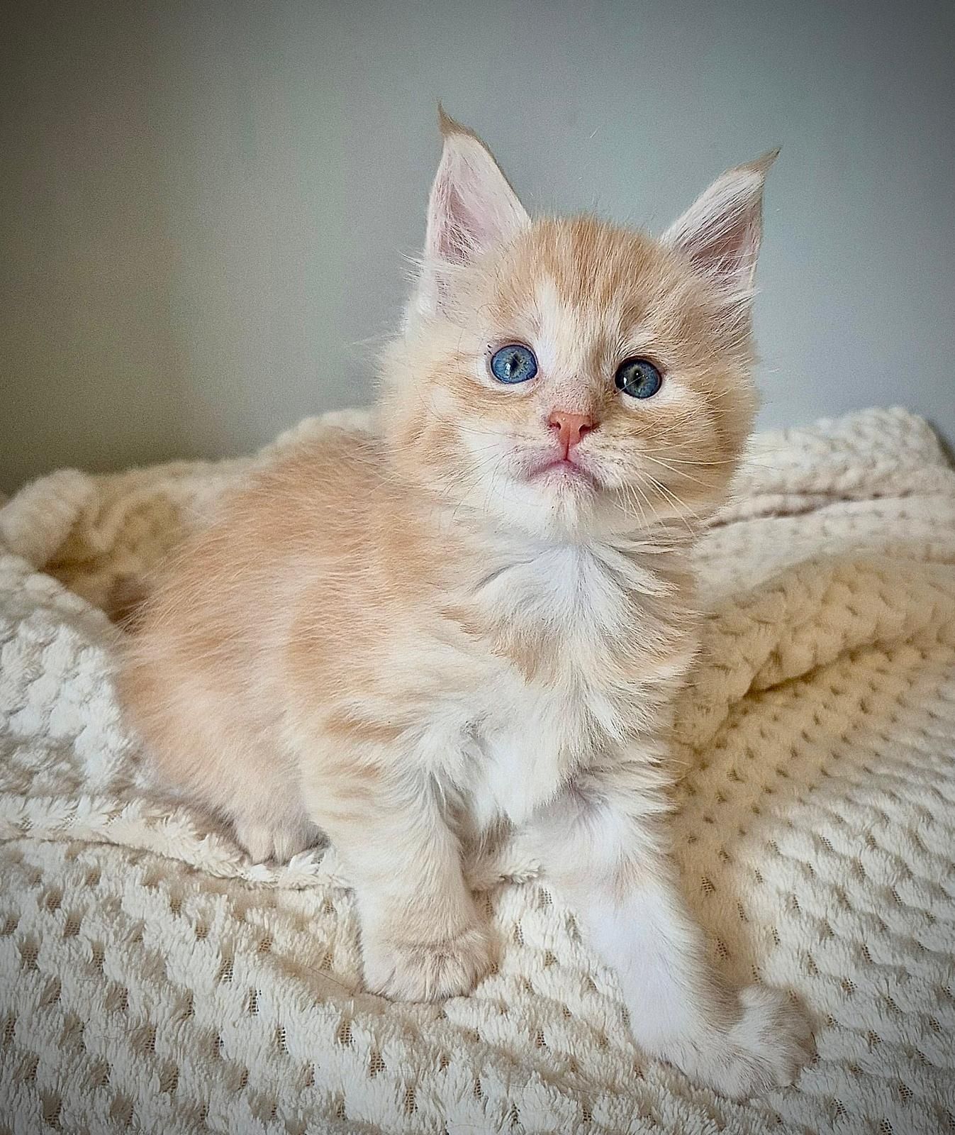 Srebrzysty kocurek rasy Maine coon!!!