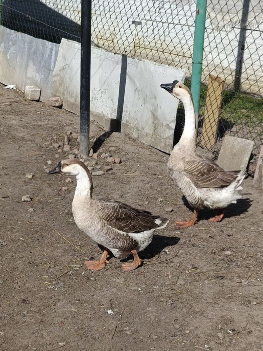 Gęsi kubańskie garbonose