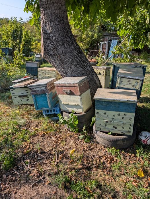 Продам пасіку вулики,