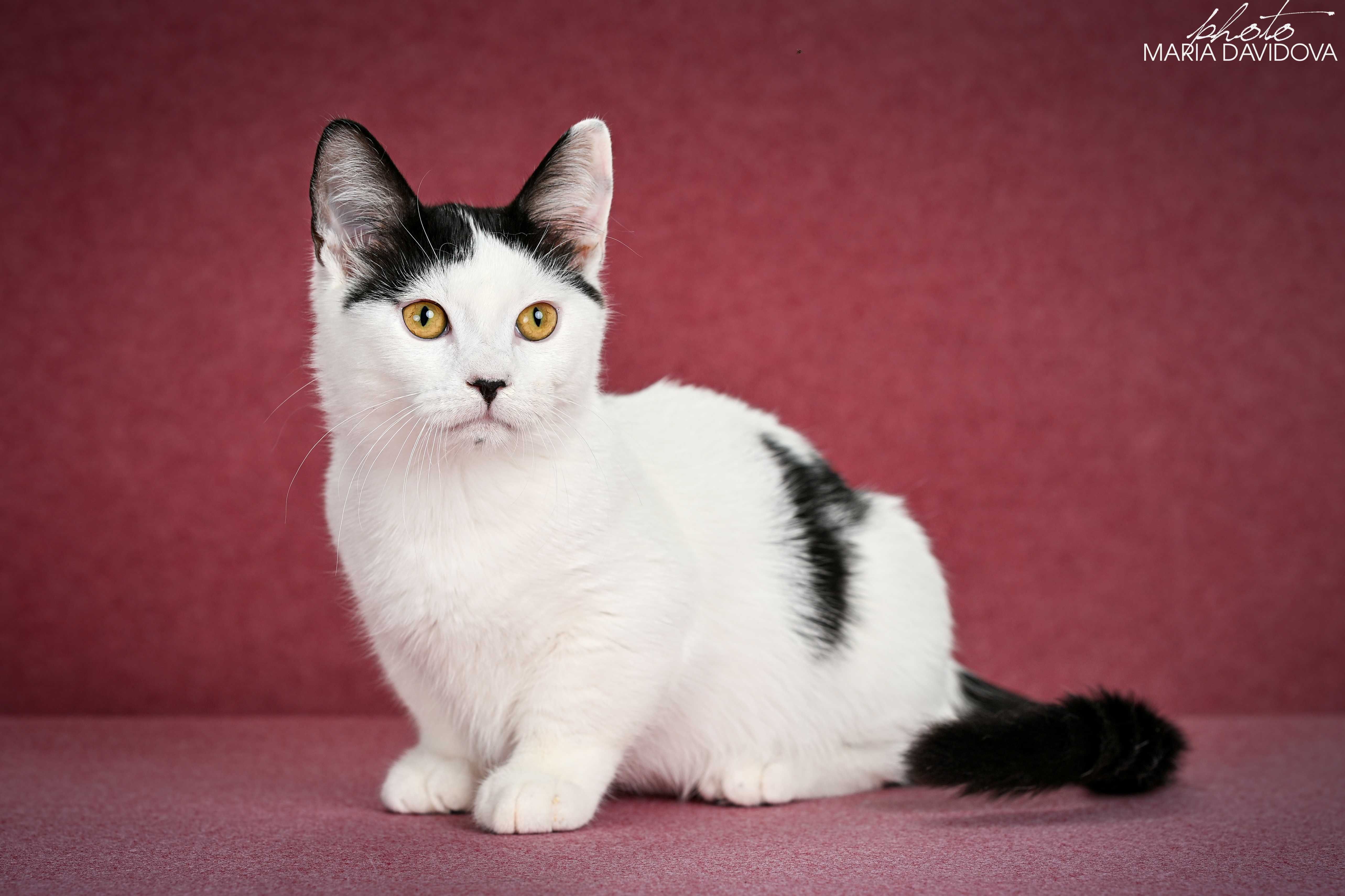 Котик, чье домашнее имя - Любчик ))