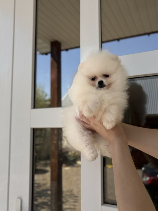 шикарна дівчинка шоу класу