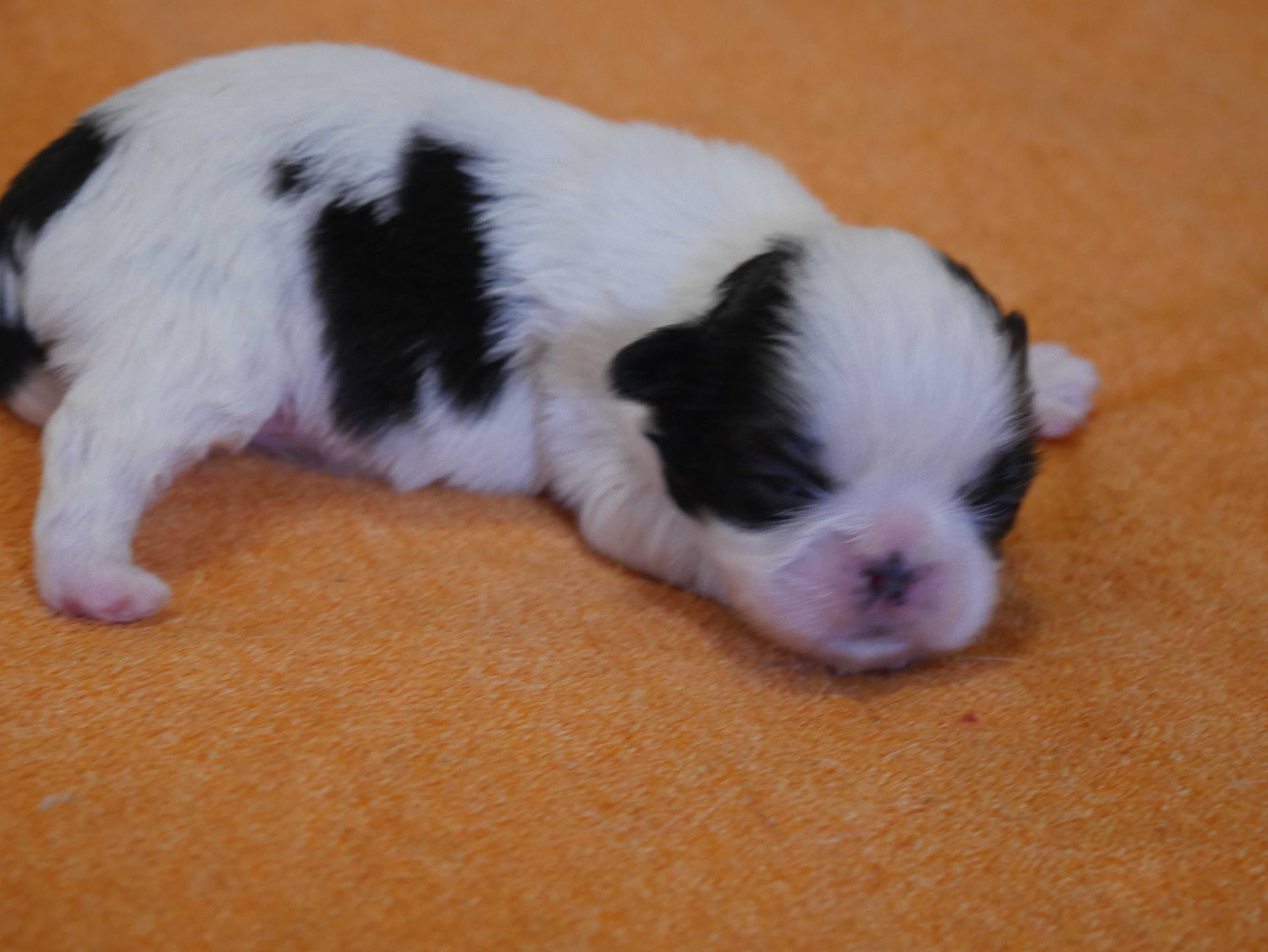 SHIH TZU - suczka do rezerwacji