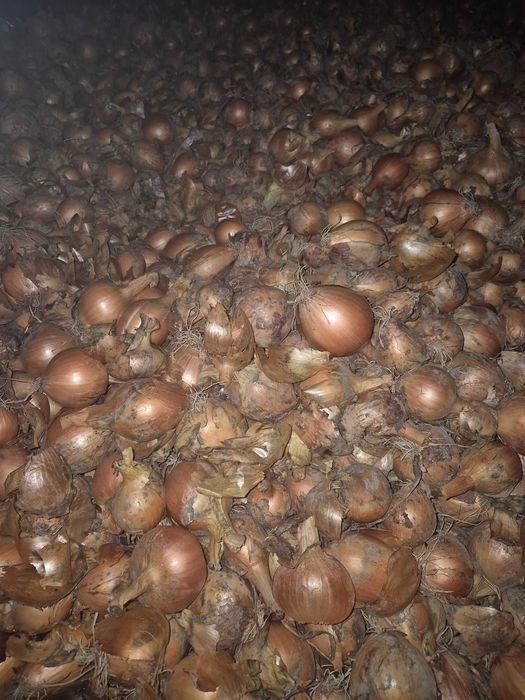 CEBULA Wolska dobrze wysuszona