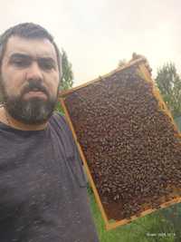 Бджолопакети Карніка