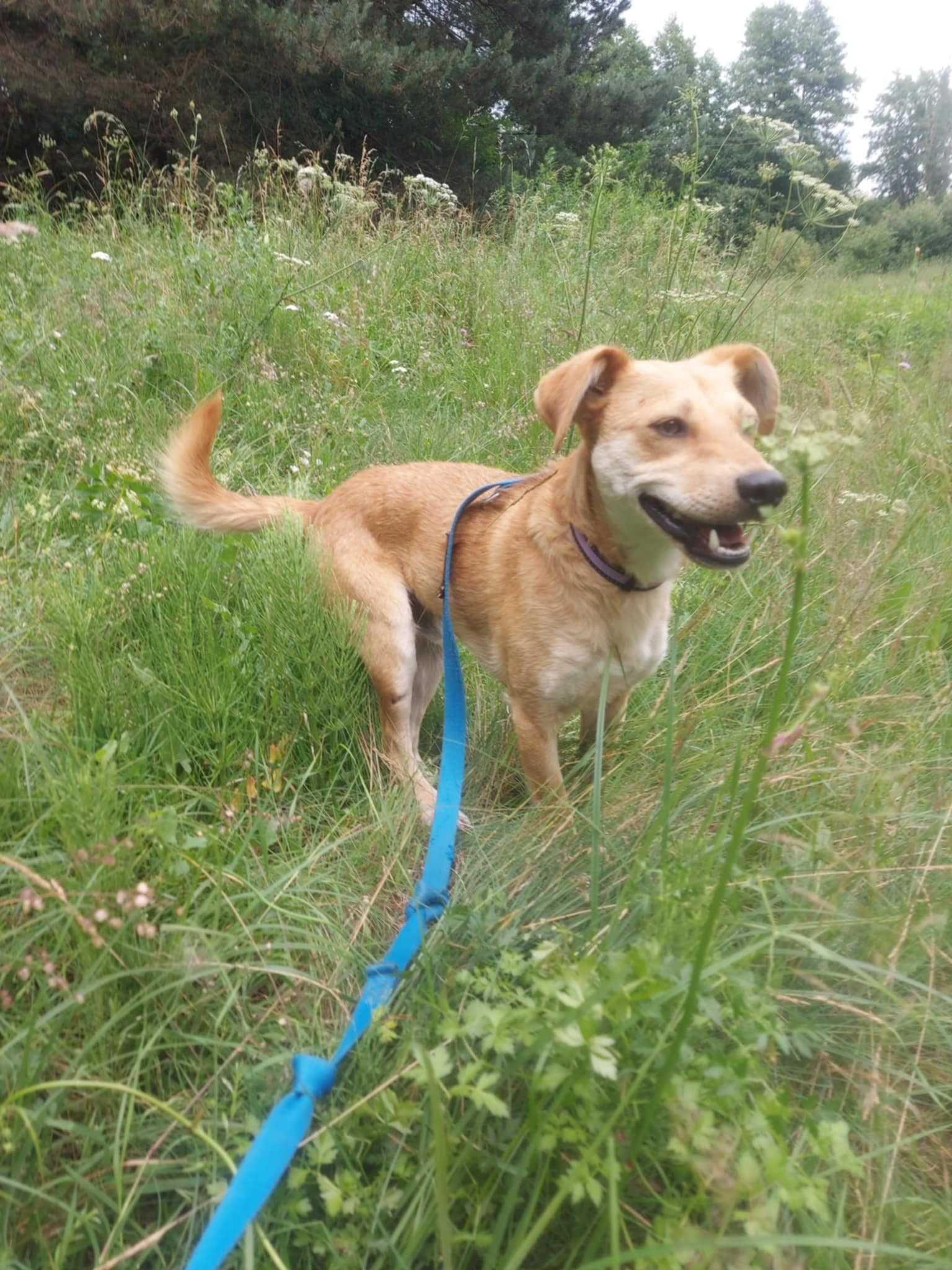 FOX - Schronisko dla Zwierząt w Ostródzie
