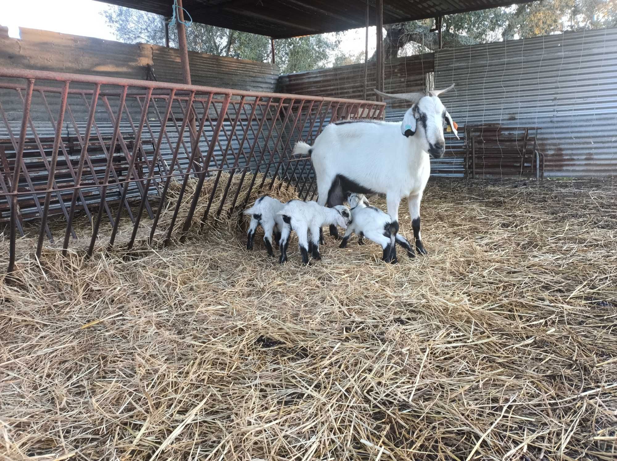 Cabras Serpentinas puras
