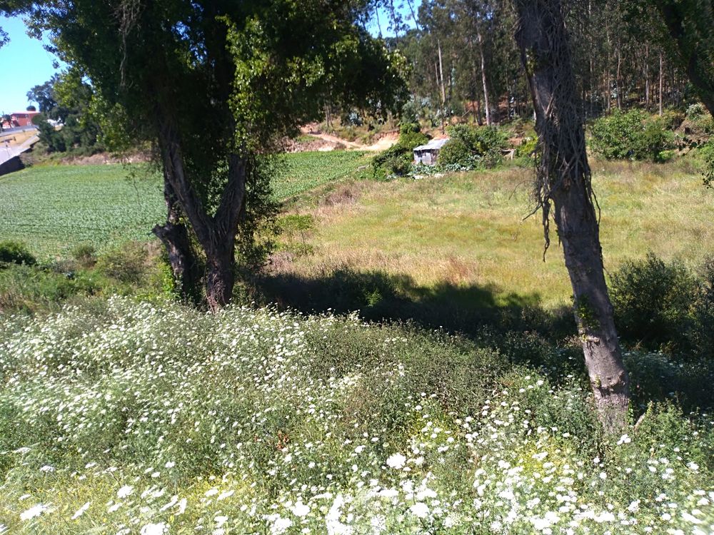 Terreno em Árvore