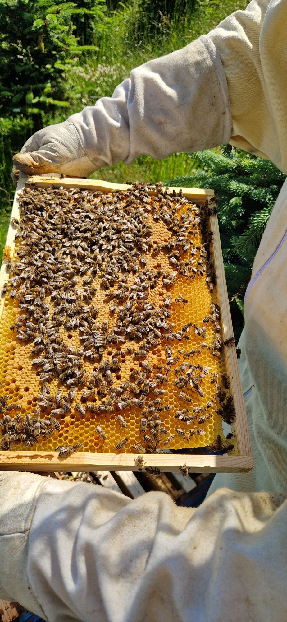 Odkłady pszczele 6 ramkowe