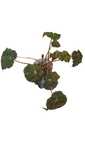 Begonia Tiger, 2 sadzonki