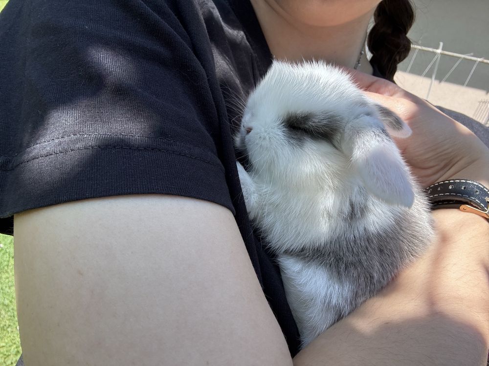 Mini Lop, Baranek Miniaturowy