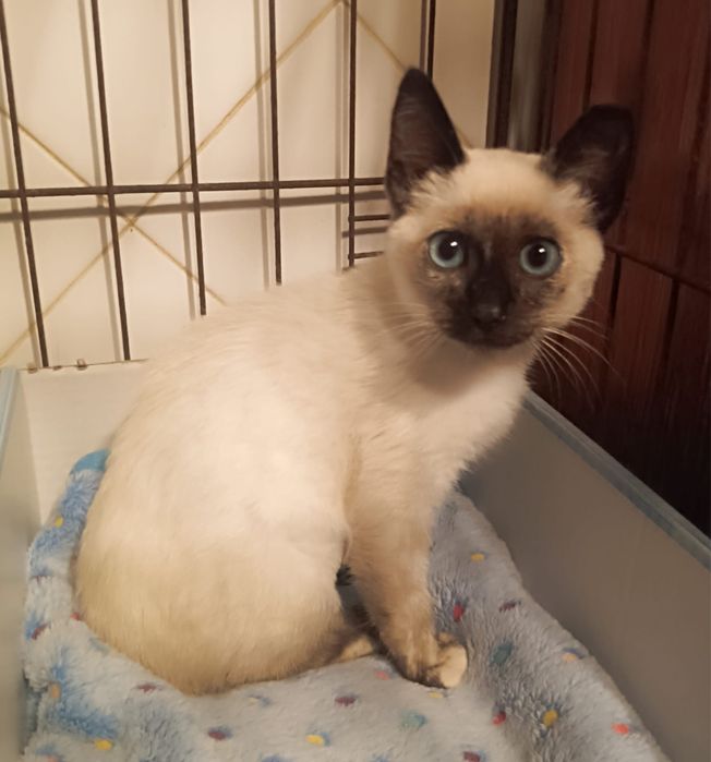 Gatinha bebé para adoção!