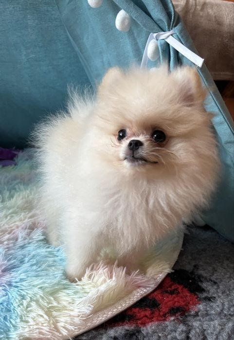 Szpic miniaturowy Pomeraniam piesek FCI
