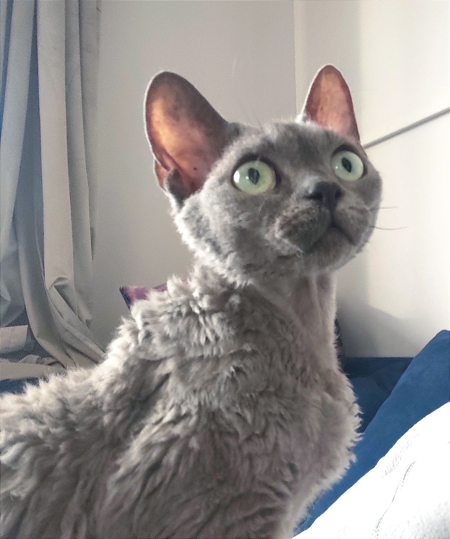 Kociaki Devon Rex WCF, PZF międzynarodowe rodowody .