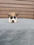 Sprzedam pieska Jack Russell Terrier tri-color