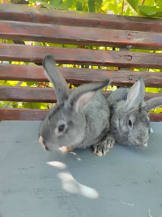 Кролики Гросс шиншила