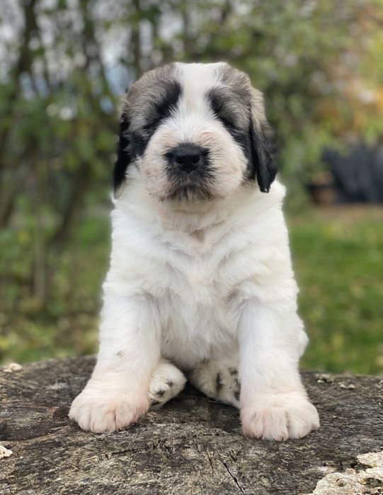 Owczarek rumunski mioritic. Hodowla Felix Pastor FCI.