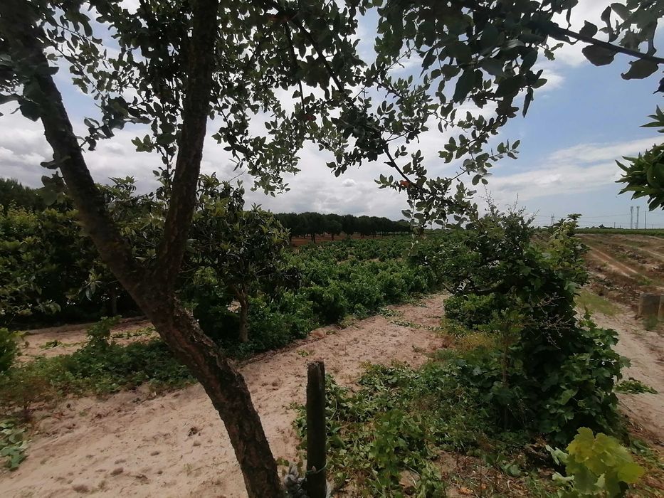 Terreno Rústico com 5.147 m2 - Cajados - Palmela