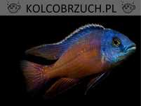 Protomelas taeniolatus RED EMPRESS - dowóz, wysyłka