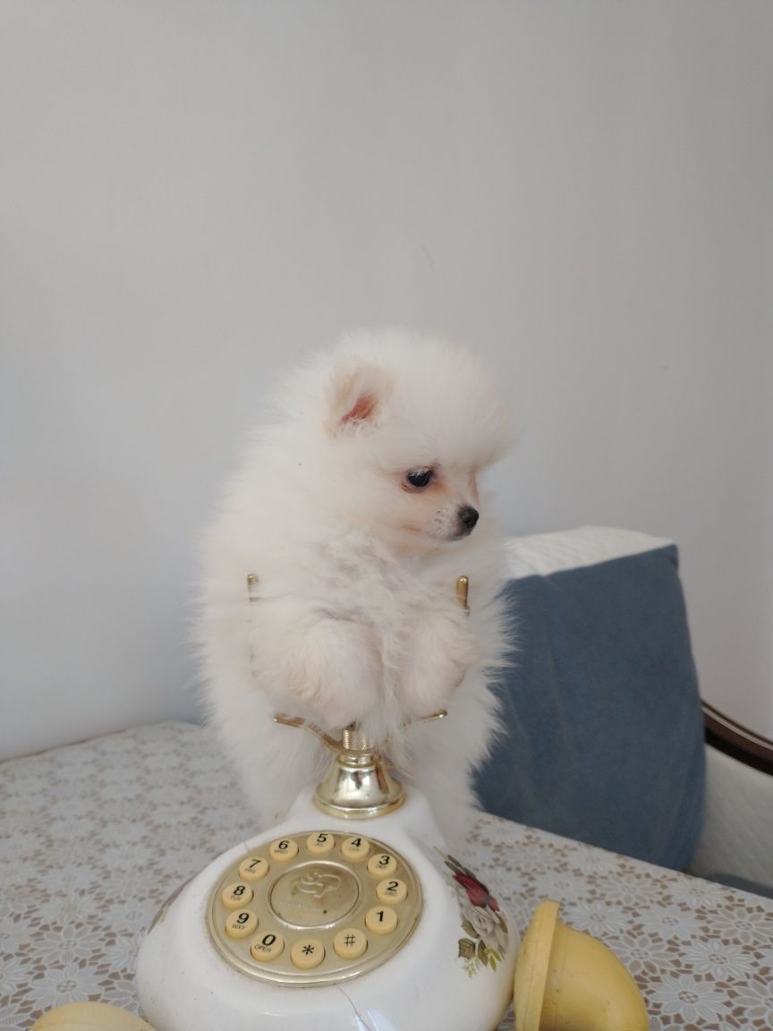 Szpic miniaturowy pomeranian