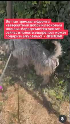 Вот так приехал с фронта невероятный добрый ласковый мальчик