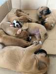 Boxer Bebé para Adoção