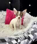 Chihuahua biało czekoladowa sunia krótkowłosa