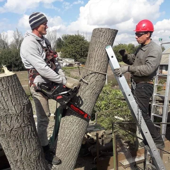Видалення аварійних дерев, Україна