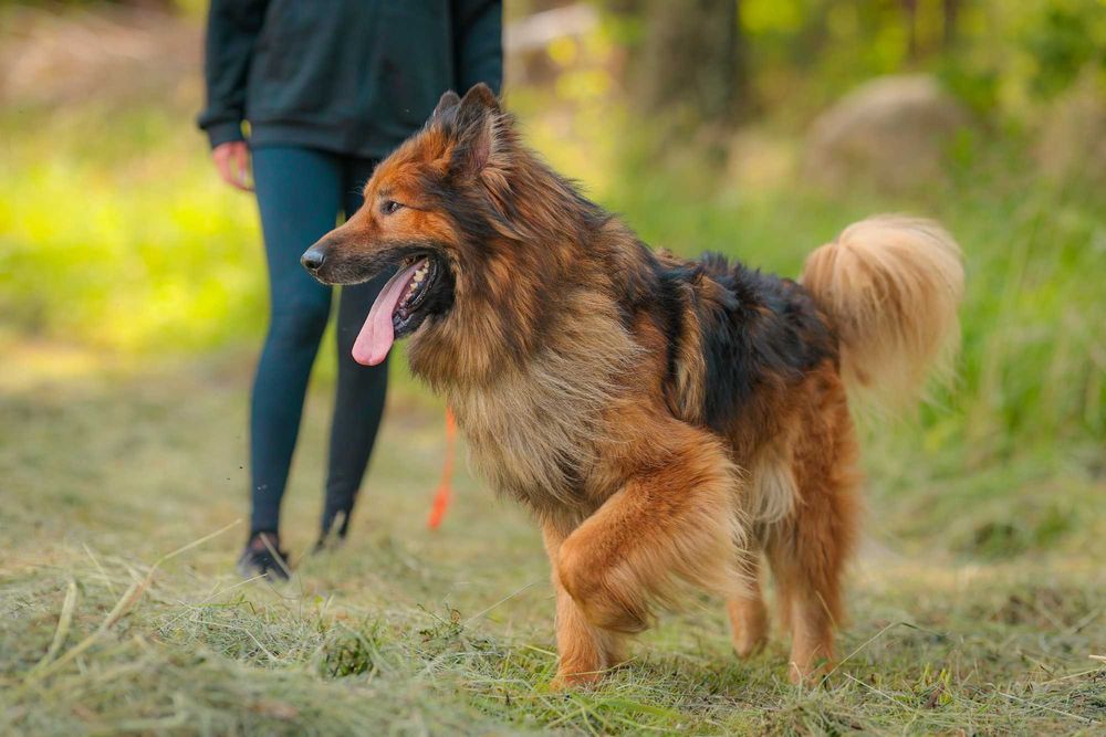 Rocky , około 5 letni owczarek do adopcji z fundacji