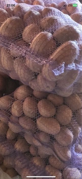 Продаєтся картопля хороша