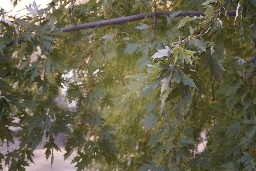 Paragon 135/2.8 кріплення Т-М42