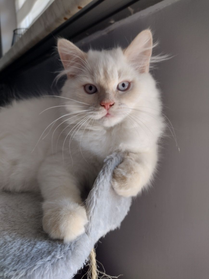 Kocurki rude pointy gotowe do odbioru