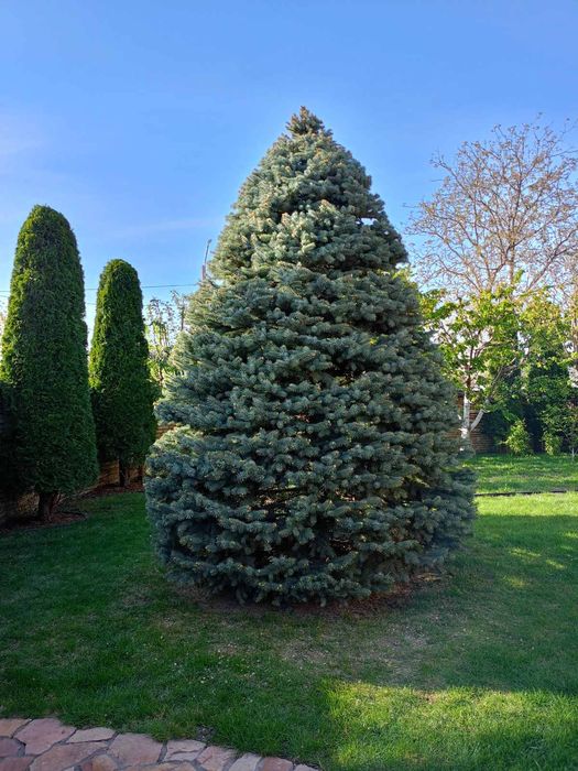 Стрижка чистка туй ялівців