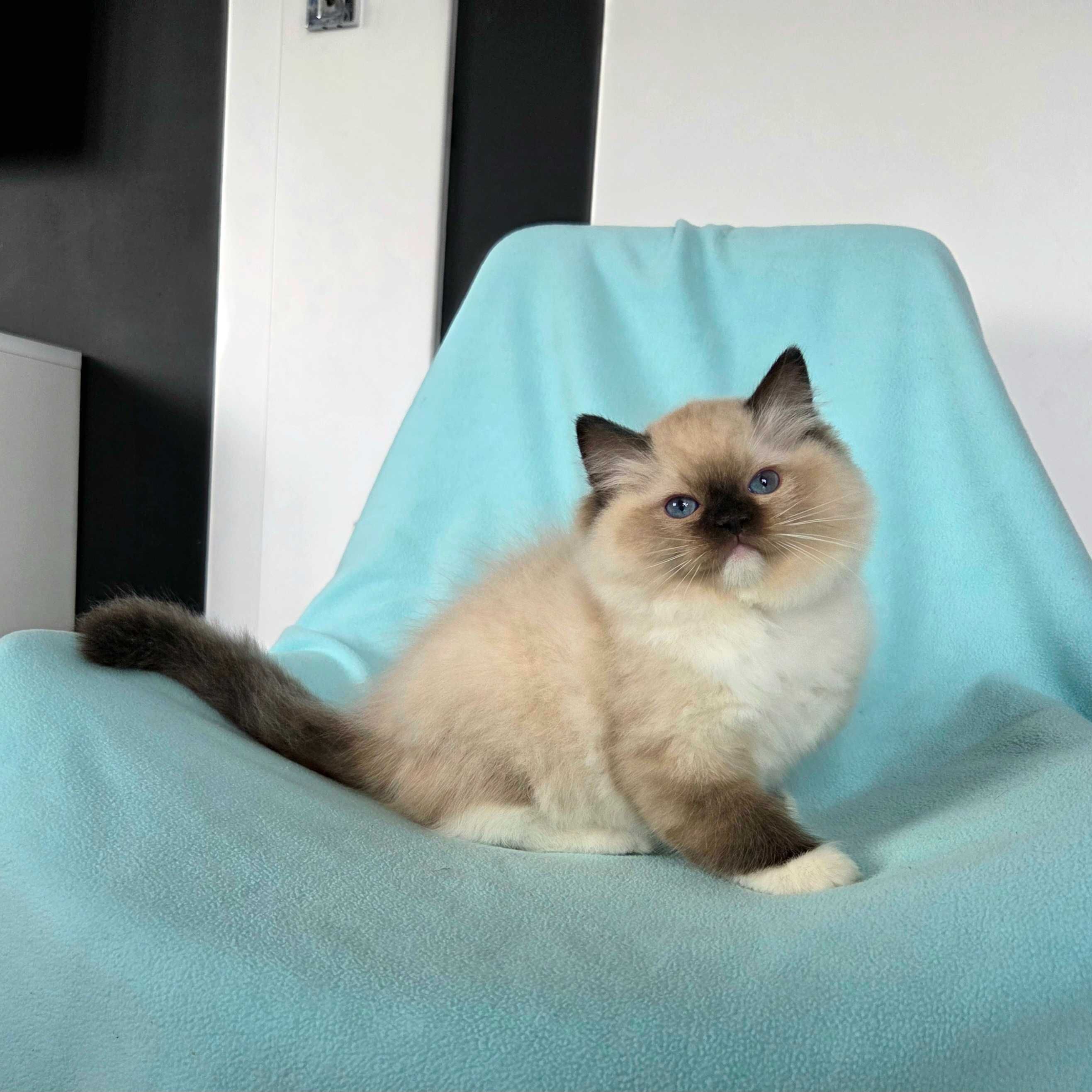 Ragdoll kocur z rodowodem FPL,