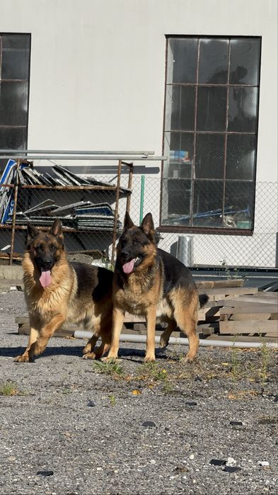 Owczarki niemieckie hodowlane – para LASSO & NOXA