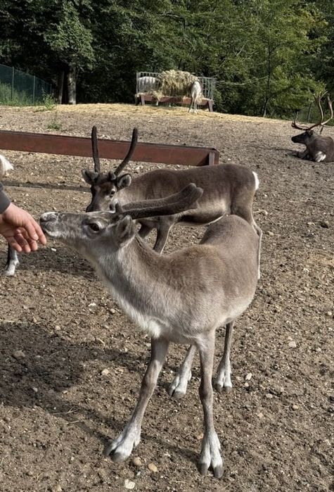 Oswojony Samiec renifera