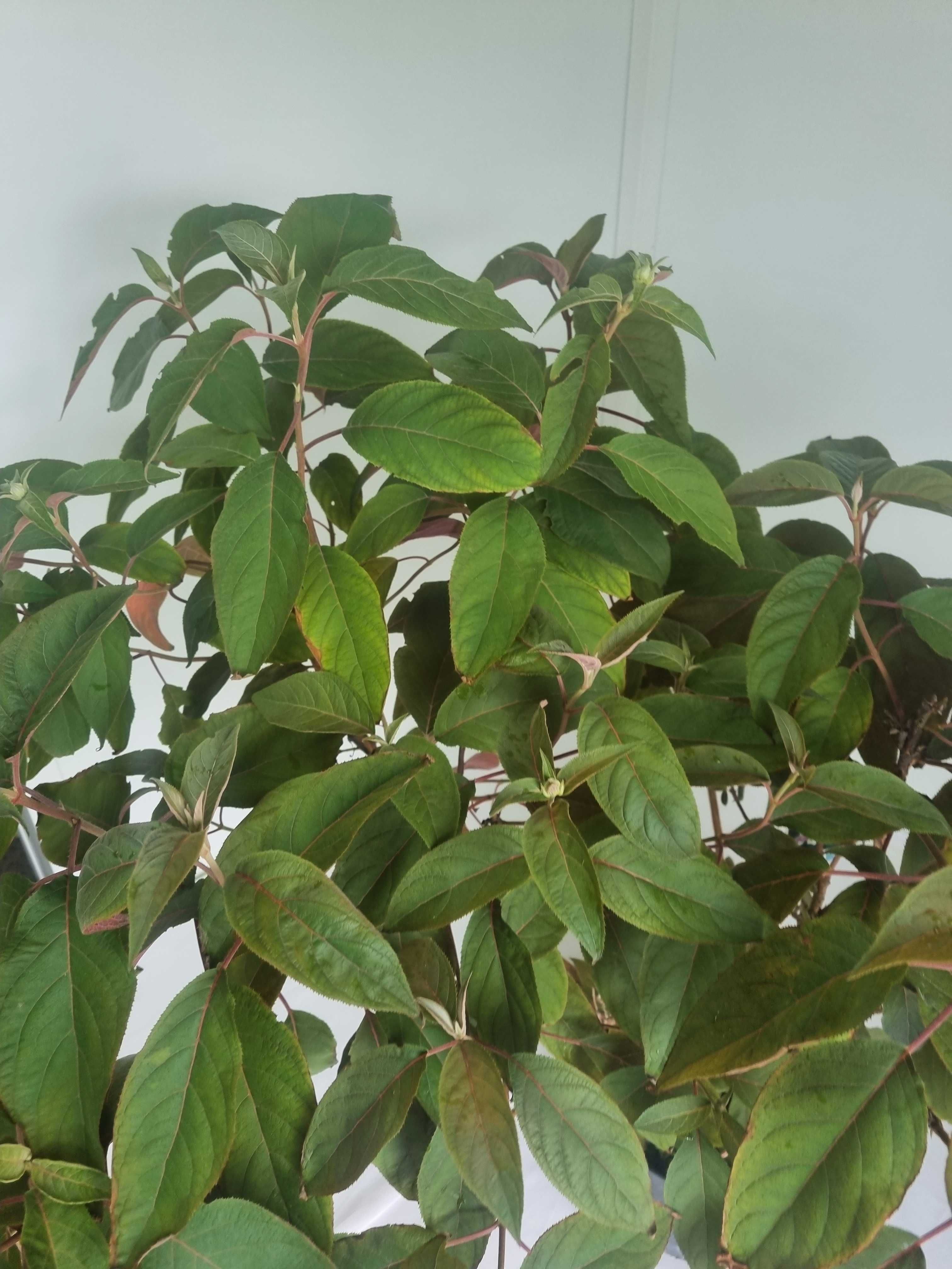 Hortensja Aspera ‘Hot Chocolate’ – Wys. 130 cm, Doniczka 7L