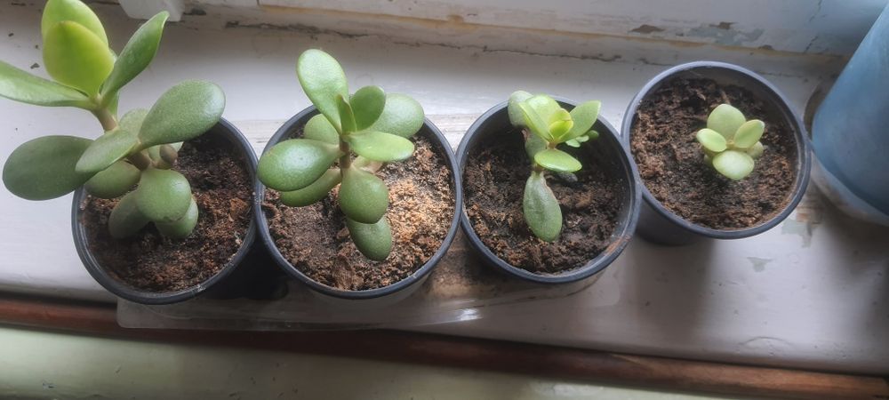 Детки денежного дерева